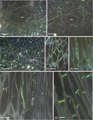Callose in leptoid cell walls of the moss Polytrichum and the evolution of callose synthase across bryophytes